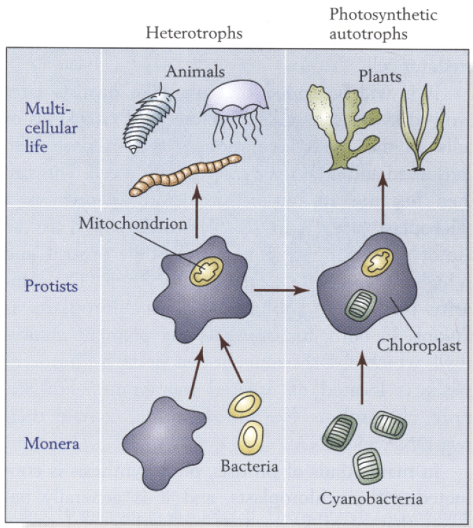 Figure 3. Evolution of eukaryotes: c.1.8 Ga.